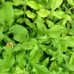 Cephalaria gigantea Leaf