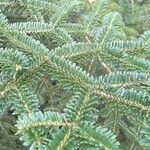 Abies nebrodensis 叶