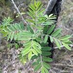 Sorbus aucupariaYaprak