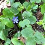 Anemone hepatica Ліст