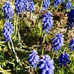 Muscari armeniacumFleur