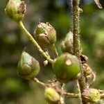 Scrophularia scorodonia Fruit
