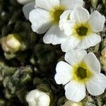 Androsace helvetica Flower