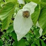 Davidia involucrata Кветка