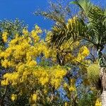 Cassia fistulaΛουλούδι