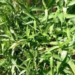 Justicia gendarussa Лист