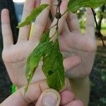 Celtis laevigata Leaf