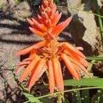 Aloe arborescens Kukka