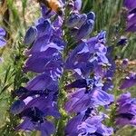 Penstemon strictus 花