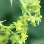 Alchemilla xanthochlora Blad