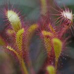 Drosera anglica Levél