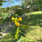 Senna auriculata Leaf