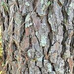 Pinus taeda 樹皮