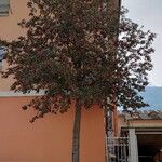 Sorbus intermedia موطن