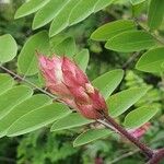 Robinia hispida Flor