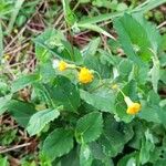 Emilia coccinea Flower