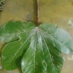 Jatropha gossypiifolia Leaf