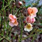 Rosa abietina Altul/Alta