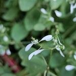 Euphorbia hypericifoliaFlower