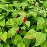 Persicaria orientalis Blatt