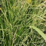 Panicum virgatum Flower