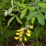 Laburnum anagyroides Φύλλο