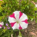 Petunia spp. Flors