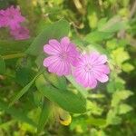 Geranium pyrenaicumFlor