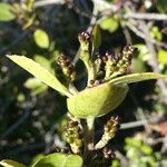 Rhamnus alaternus Bark