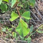 Commiphora baluensis Blatt