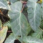 Begonia angularis Leaf