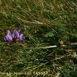 Oxytropis lapponica Other