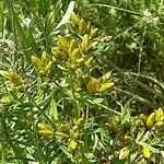 Hypericum perfoliatum Характер