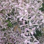 Congea tomentosa Flor