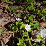 Oxalis acetosellaКветка