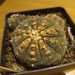 Gymnocalycium ragoneseiКора