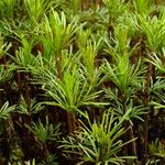 Tagetes filifolia Yaprak