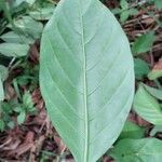 Tetrorchidium didymostemon Leaf