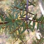 Podocarpus totara Hoja