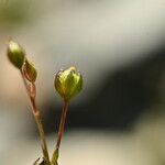 Linum catharticum Fruit