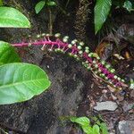 Phytolacca rivinoides Blad