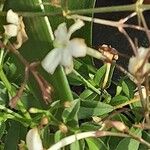 Jasminum polyanthum Flower
