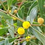 Acacia cyclops Fula