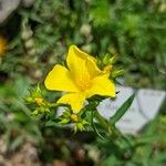 Linum flavum फूल