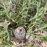 Banksia blechnifolia Levél