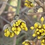 Cornus mas Цвят