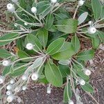 Pachystegia insignis Folha