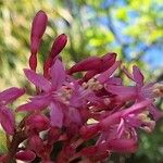 Fuchsia arborescens പുഷ്പം
