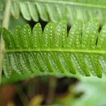 Thelypteris bergiana Φύλλο