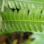 Thelypteris bergiana Folha